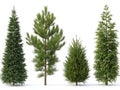 Four pine trees isolated on white background Royalty Free Stock Photo