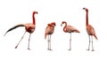 Four pink flamingo birds