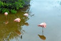 Four pink flamingos on the lake, Galapagos Island, Isla Isabela. With selective focus Royalty Free Stock Photo