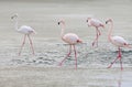 Four pink flamingos walking on the sand Royalty Free Stock Photo