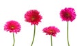 Four pink Gerber flowers Royalty Free Stock Photo