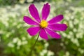 Four pink Gerber flowers Royalty Free Stock Photo