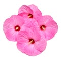 Four pink hibiscus flowers isolated on white background Royalty Free Stock Photo