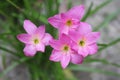 Pink Rain Lily Flower zephyranthes flower