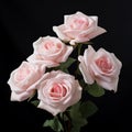 Four Pink Roses In A Hasselblad H6d-400c Style Vase