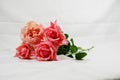 Four pink roses laid on white background