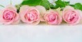 Four pink roses