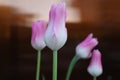 Four pink Tulip flowers, buds Royalty Free Stock Photo