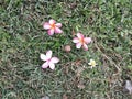 four pink and yellow Plumeria flowers dropped on dried green grass floor Royalty Free Stock Photo