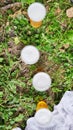 Four plastic cups with fresh light sparkling drought beer on the grass. Top view, flat. Weekend with friends, outdoors rest theme Royalty Free Stock Photo