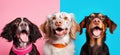 Four Playful Dogs on Colorful Postmodern Background. Perfect for Invitations and Scrapbooking.