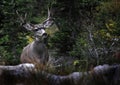 Four Point Mule Deer in Rocky Mountains