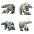 Four Polar Bears, Including Two Cubs, Against a White Background Royalty Free Stock Photo