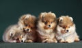 Four Pomeranian dog