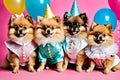 Four Pomeranian puppies in festive attire, celebrating with party hats and balloons on a pink background Royalty Free Stock Photo