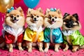 Four Pomeranian puppies in festive attire, celebrating with party hats and balloons on a pink background Royalty Free Stock Photo