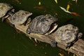 Four Pond slider turtle (Trachemys Scripta) sunbathing on trunk above lake in ZOO