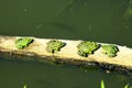 Four pool frogs by the river