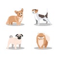 Four popular breeds of small dogs