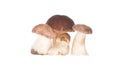 Four porcini mushrooms