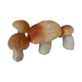 Realistic vector illustration boletus mushroom. Healthy eating, vegetarianism. Royalty Free Stock Photo