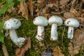 Four porcini mushrooms lie on green moss among the yellow leaves. Forest mushrooms