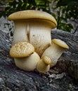 Four porcini mushrooms on an old tree. Royalty Free Stock Photo