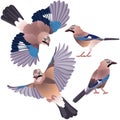 Four poses of natural looking birds Eurasian jay Royalty Free Stock Photo