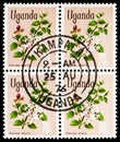 Four postage stamps printed in Uganda shows Akamba (Carissa edulis), Native Flora serie, 70 Ugandan cent, circa 1972