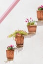 Four pots with flowers against a white wall and a pink designed line on it.