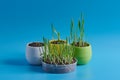 four pots with young grass on a blue background