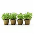 Four Potted Herbs: Green Stem, Over Style, High Contrast Basil Gogos