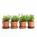 Four Potted Herbs On Wooden Stands - Traditional Craftsmanship And Monochromatic Color Schemes