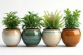 Four potted plants in color pots isolated on white background