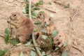 Four prairie dogs eating leaves Royalty Free Stock Photo