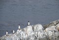 Four Preening Cormorants in a Row Royalty Free Stock Photo