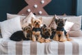 Four pretty yorkie sitting on comfortable sofa indoors