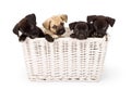 Four puppies in a basket Royalty Free Stock Photo