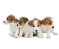 Four puppies Jack Russell Terrier