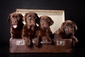 Four puppies in vintage suitcase