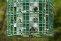 Four Purple Martins sitting on their nest