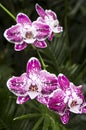 Four Purple and White Orchids on a Stalk with Green Foliage Background Royalty Free Stock Photo