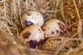 Four quail eggs lie in a nest of straw