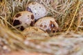 Four quail eggs lie in a nest of straw