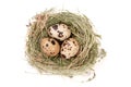 Four quail eggs in a nest isolated on white background. Top view