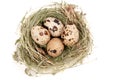 Four quail eggs in a nest on white background. Top view