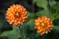 Four Queens Dahlia Royalty Free Stock Photo