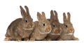 Four rabbits