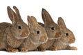 Four rabbits against white background Royalty Free Stock Photo