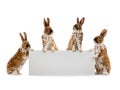 Four rabbits holds a sheet for writing text isolated on white Royalty Free Stock Photo